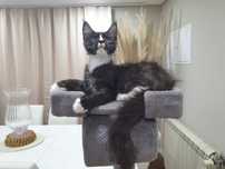 Maine coon macho com Lop