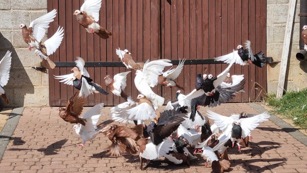 Gołębie bejfry siodłate wywrotki