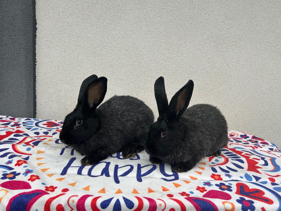 Кролики Полтавське срібло