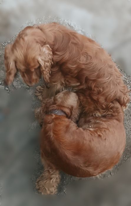 Кремові кокер спаніелі