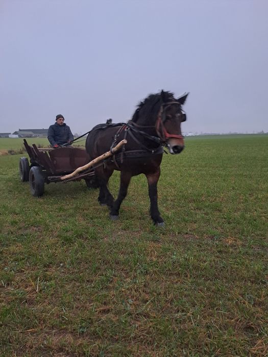 Klacz Zimnokrwista 2,5 roku Sztumska