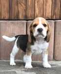Beagle / Bigle - szczenię rodowodowe ZKwP/FCI po złotym medaliście