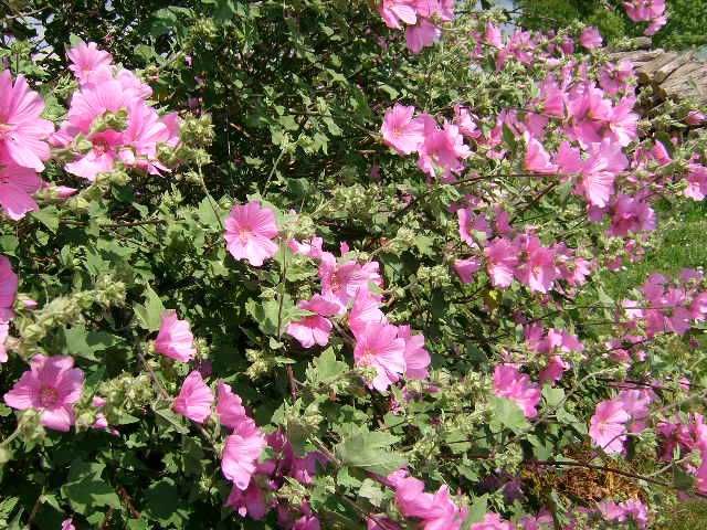 Malwy drzewiaste /Ślazówki/ -Flora Szczecin