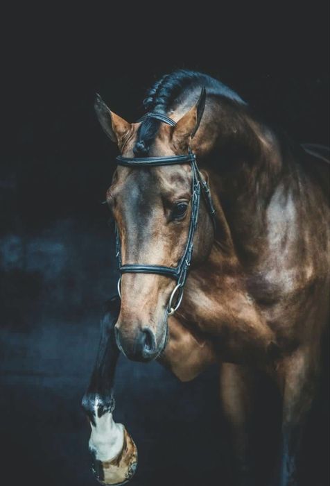 Na sprzedaż – 3-letni ogier po DOURKHAN HERO Z od I-Lima po Lasko