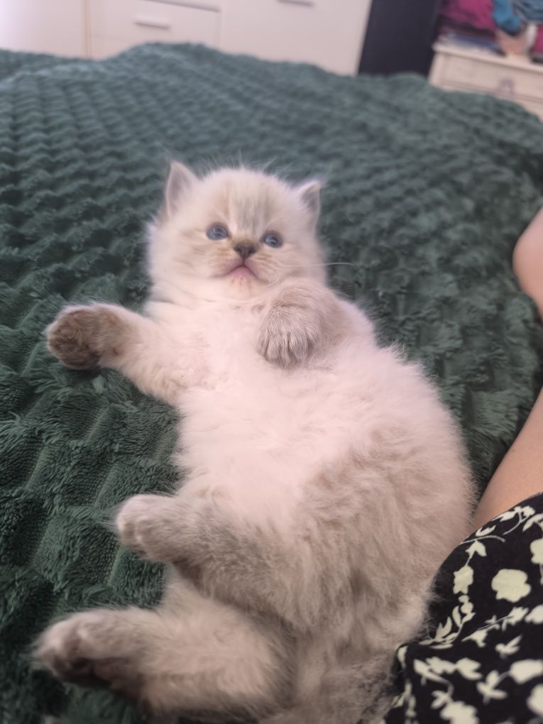Ragdoll Kotka Seal Colorpoint Rodowód FPL,wielu utytułowanych pr