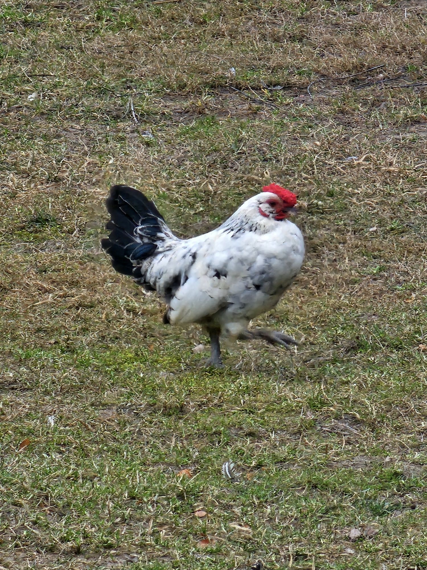 Sprzedam koguciki liliputki