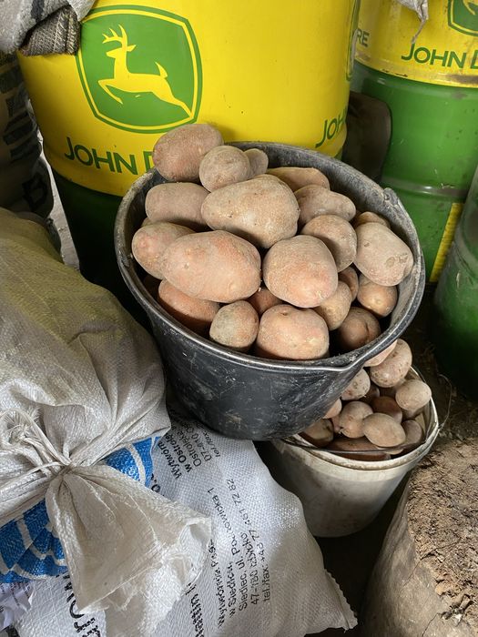 Ziemniaki z wlasnego gospodarstwa