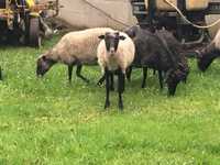Owce Wrzosówki stado