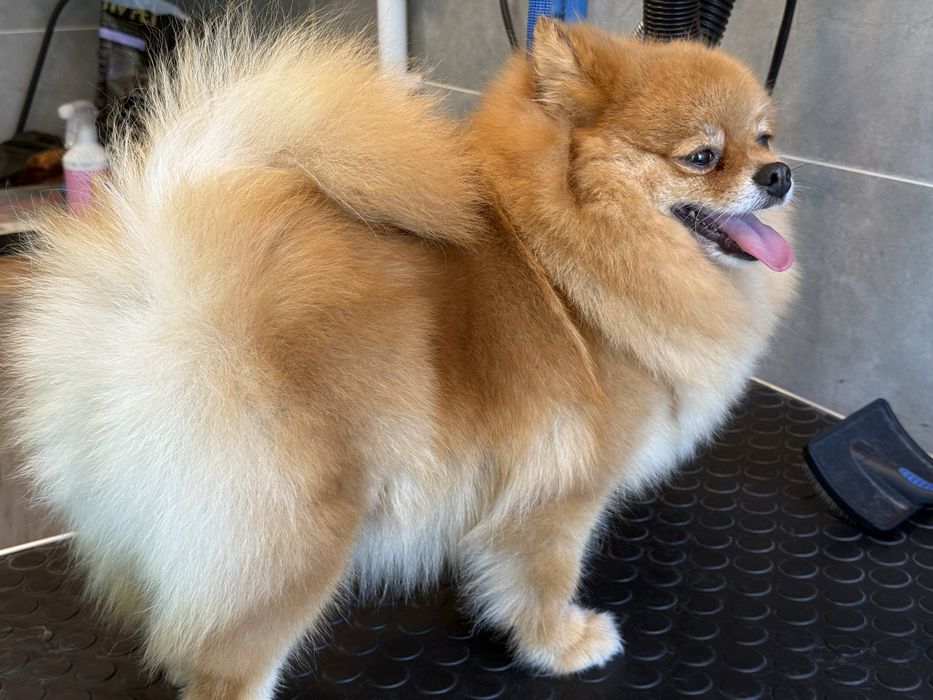 psi fryzjer usługi gromerskie