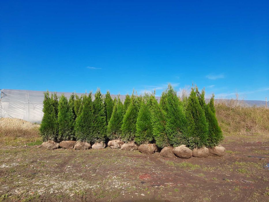 Thuja Smaragd 100,120,140,150 cm! Tuja Szmaragd! Dowóz! Thuje! Sadzimy