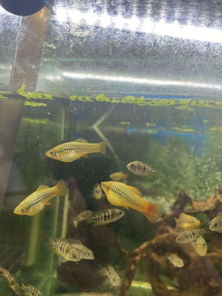 Platka- Zmienniak wielobarwny Variatus multicolor