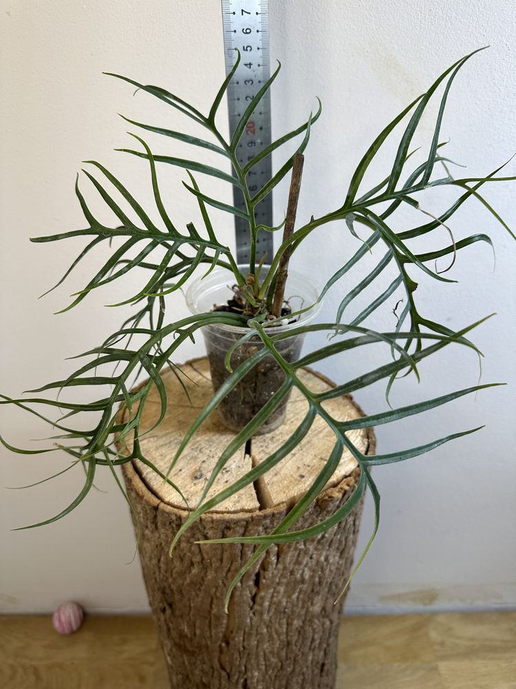 Філодендрон philodendron  Tortum