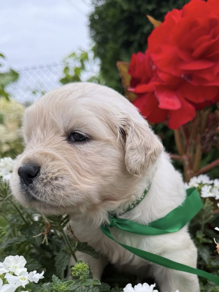 Chłopiec - Szczenię Golden Retriever