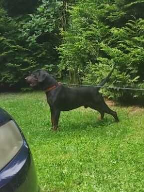 Gończy Polski Szczeniak