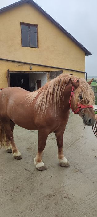 Ogier Sokólski - SPRZEDAM