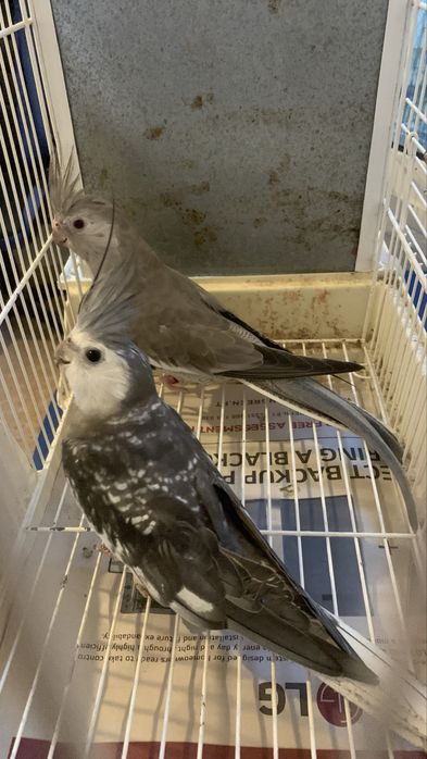 3 casais de caturras e um macho