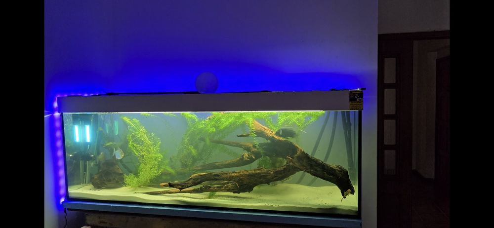 Aquário completo 600L 180x50x65