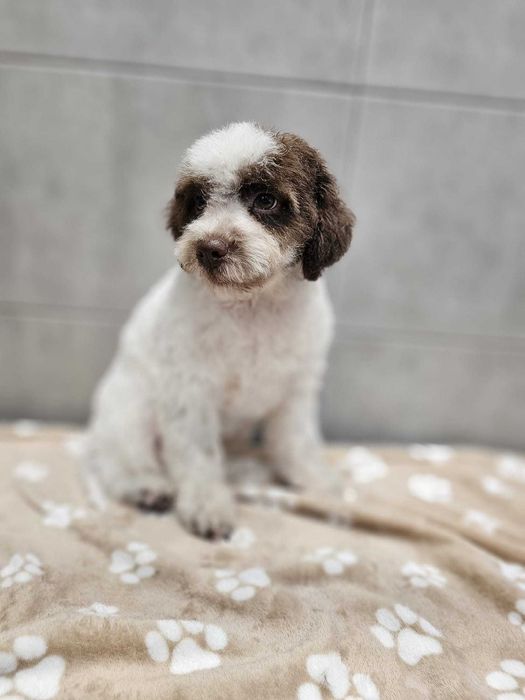 Lagotto Romagnolo FCI – biało-brązowa piesek z miotu FAIRY, Trufflove