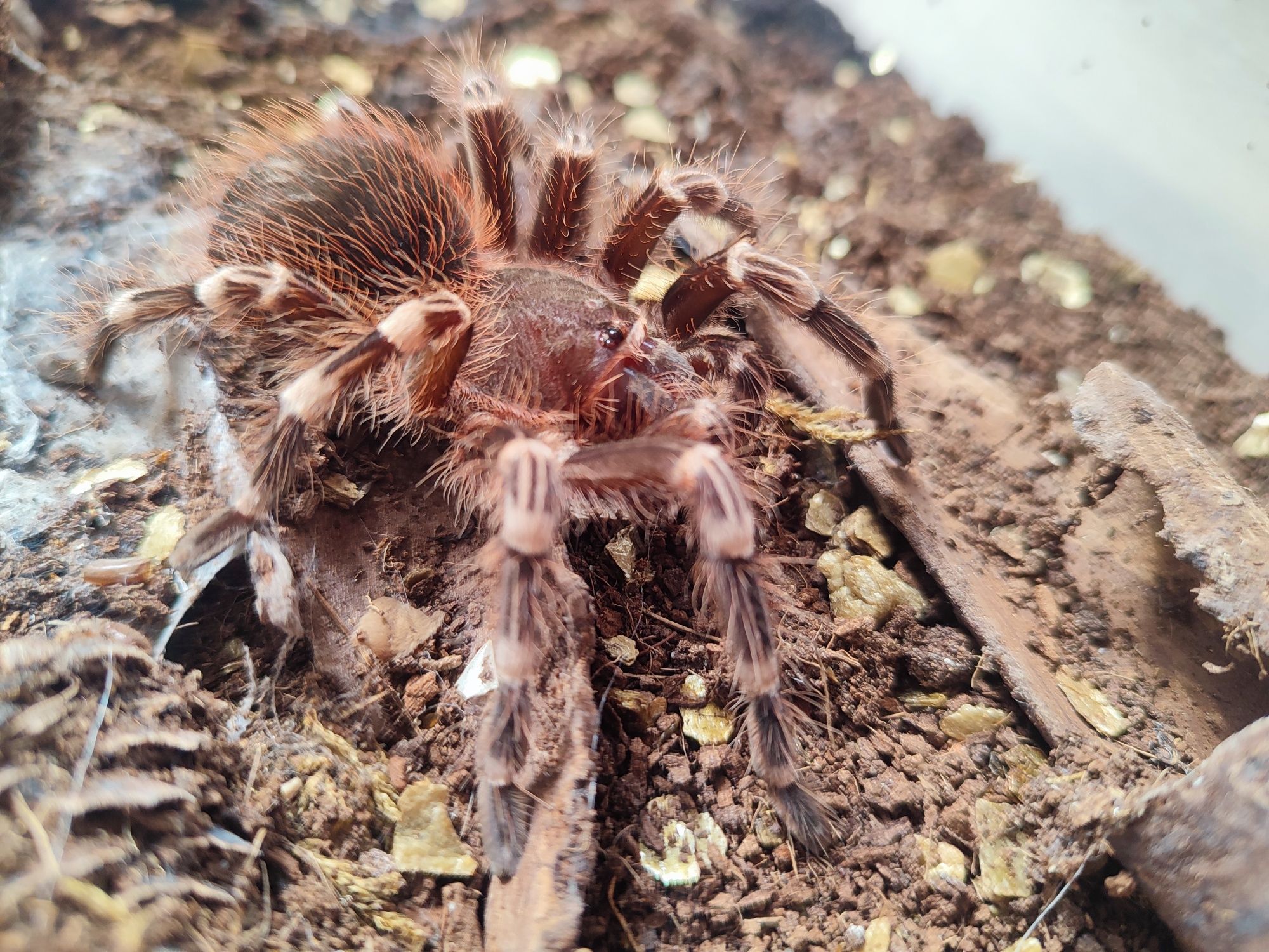 Pająk Ptasznik białokolanowy, samica Acanthoscurria geniculata 4 dc