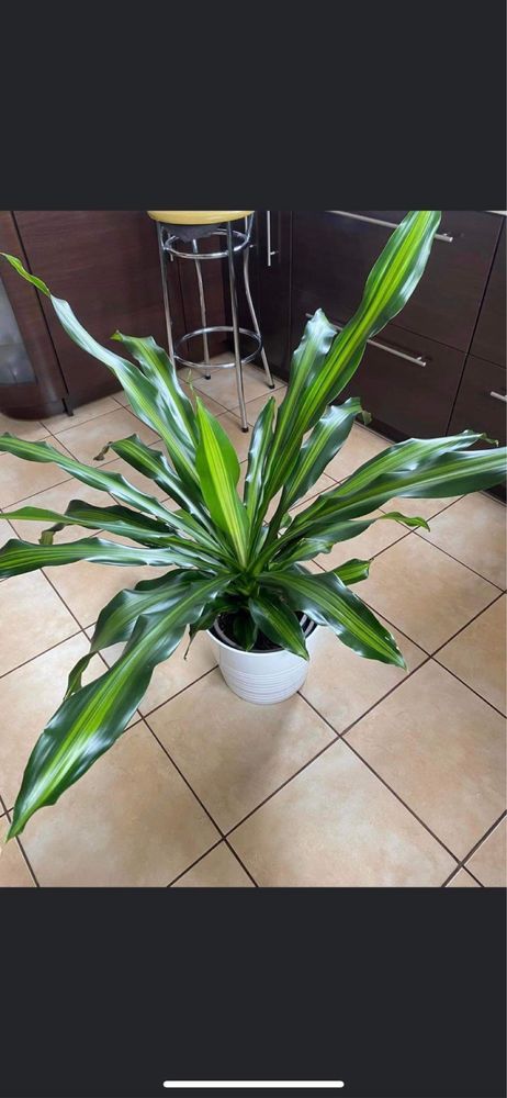 Dracena Burley (Bielsko-Biała)