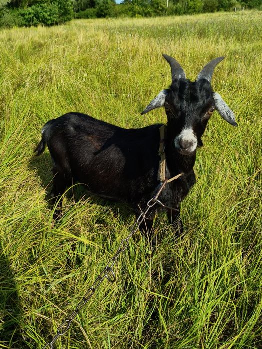 Козел козлик 50% нігерійський цап