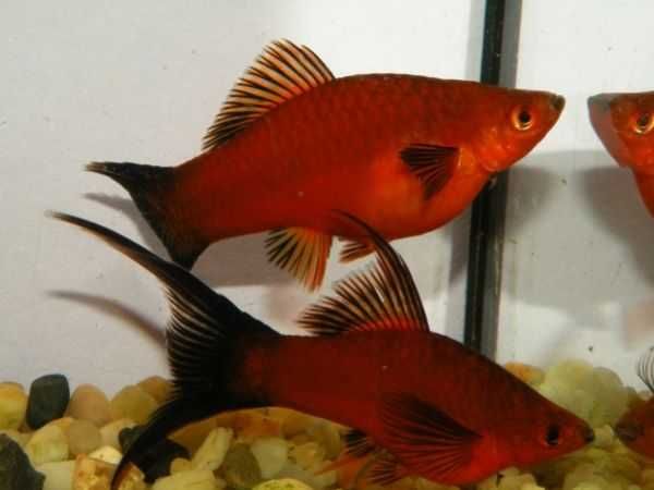 MISIEKZOO Żyworodne - Mieczyki Czerwone / Mieczyki Zielone