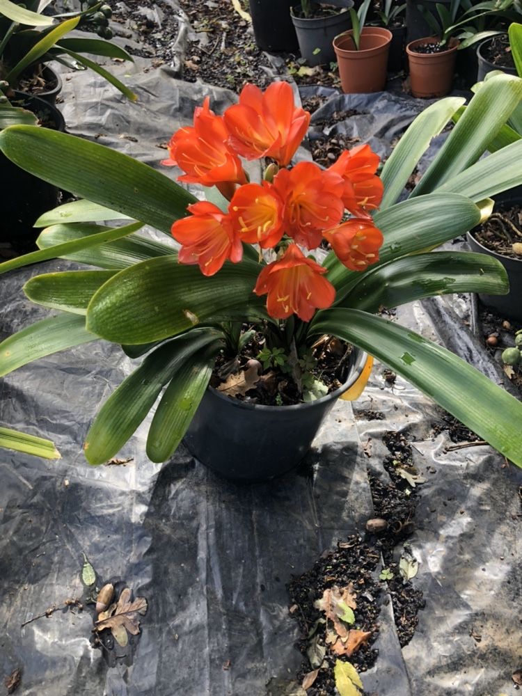 Clivia (planta de interior ou exterior)