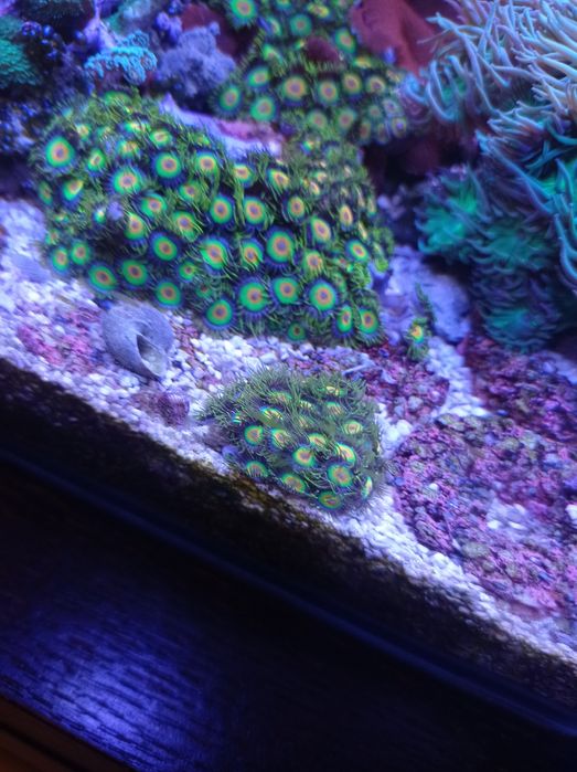Zoanthus rasta, zoa, akwarium morskie, akwarystyka.