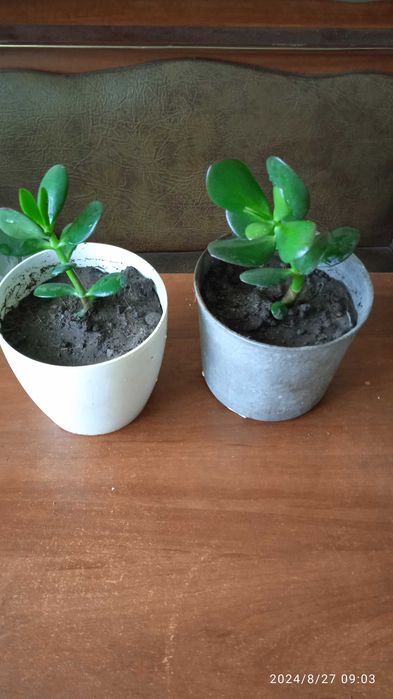 Денежное дерево (Толстянка) с горшком