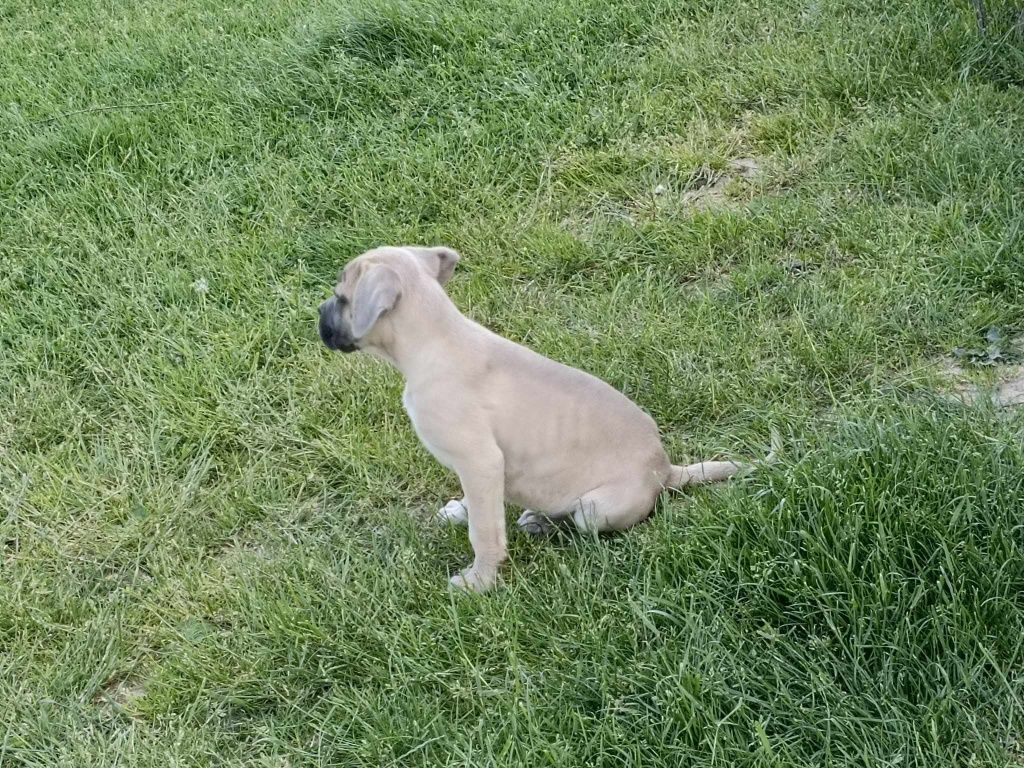 Cane Corso z rodowodem