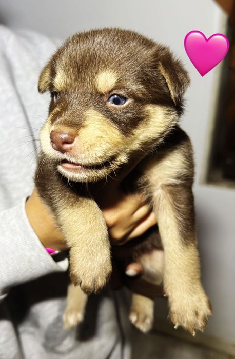 17 cães bebés para adoção responsável