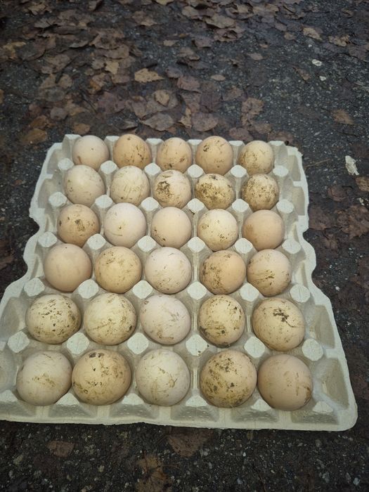 Продам яйцо оптом