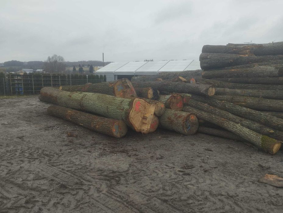 Dąb, dłużyca, kloc