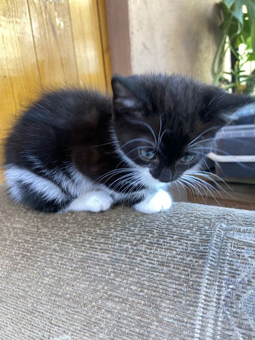 Котенок, девочка отдам хорошие руки