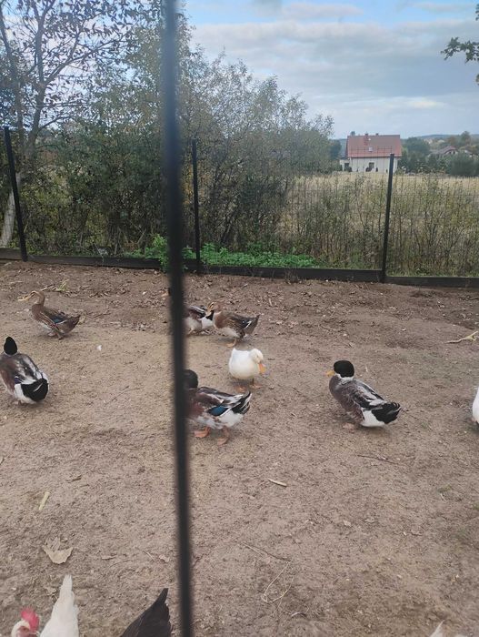 Sprzedam.   Kaczki