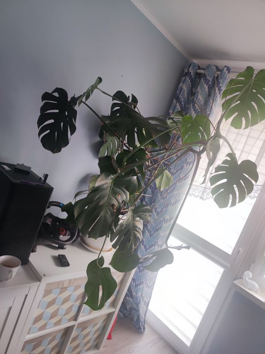 Monstera kwiat doniczkowy