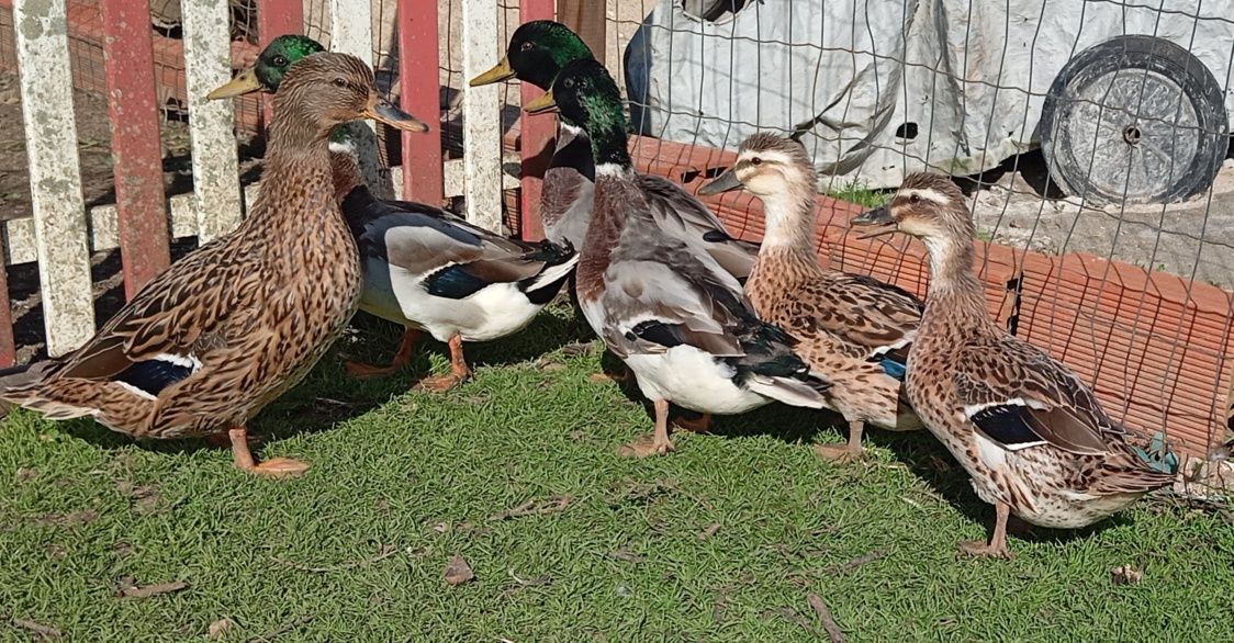 Aves Ornamentais Patos Reais