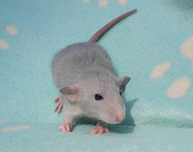 Szczurki Dumbo American, Russian Blue, czarne, bicolor szczur, szczury
