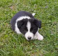 Border collie szczeniak