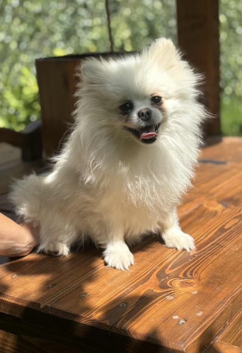 Szpic Miniaturowy suczka dorosla !