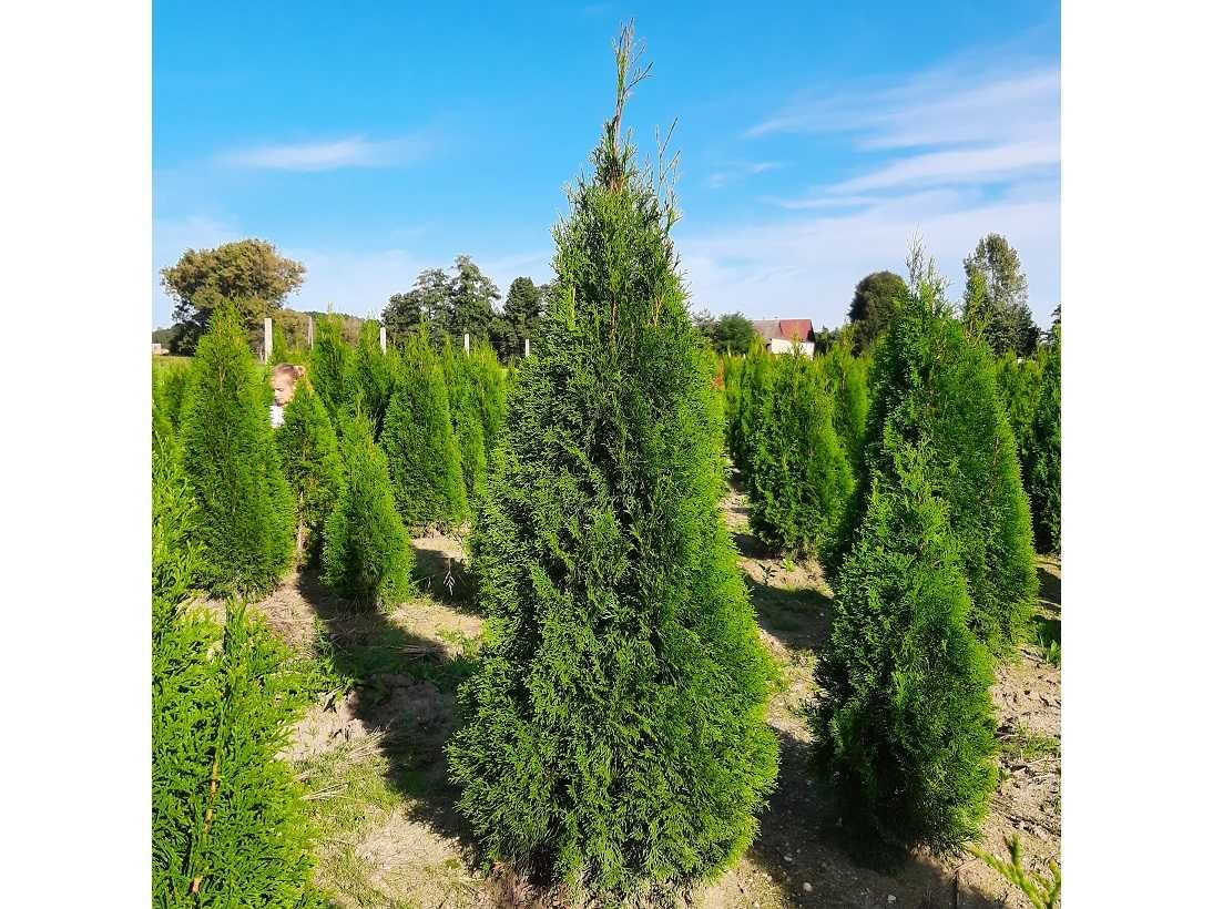 Thuja Smaragd 160,180,200,220cm! Dowóz! Tuja Szmaragd! Sadzimy! Tuje!