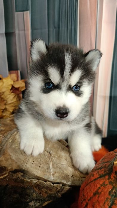 Siberian Husky FCI