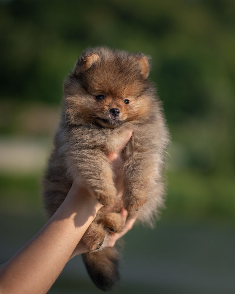 Szpic miniaturowy / pomeranian FCI