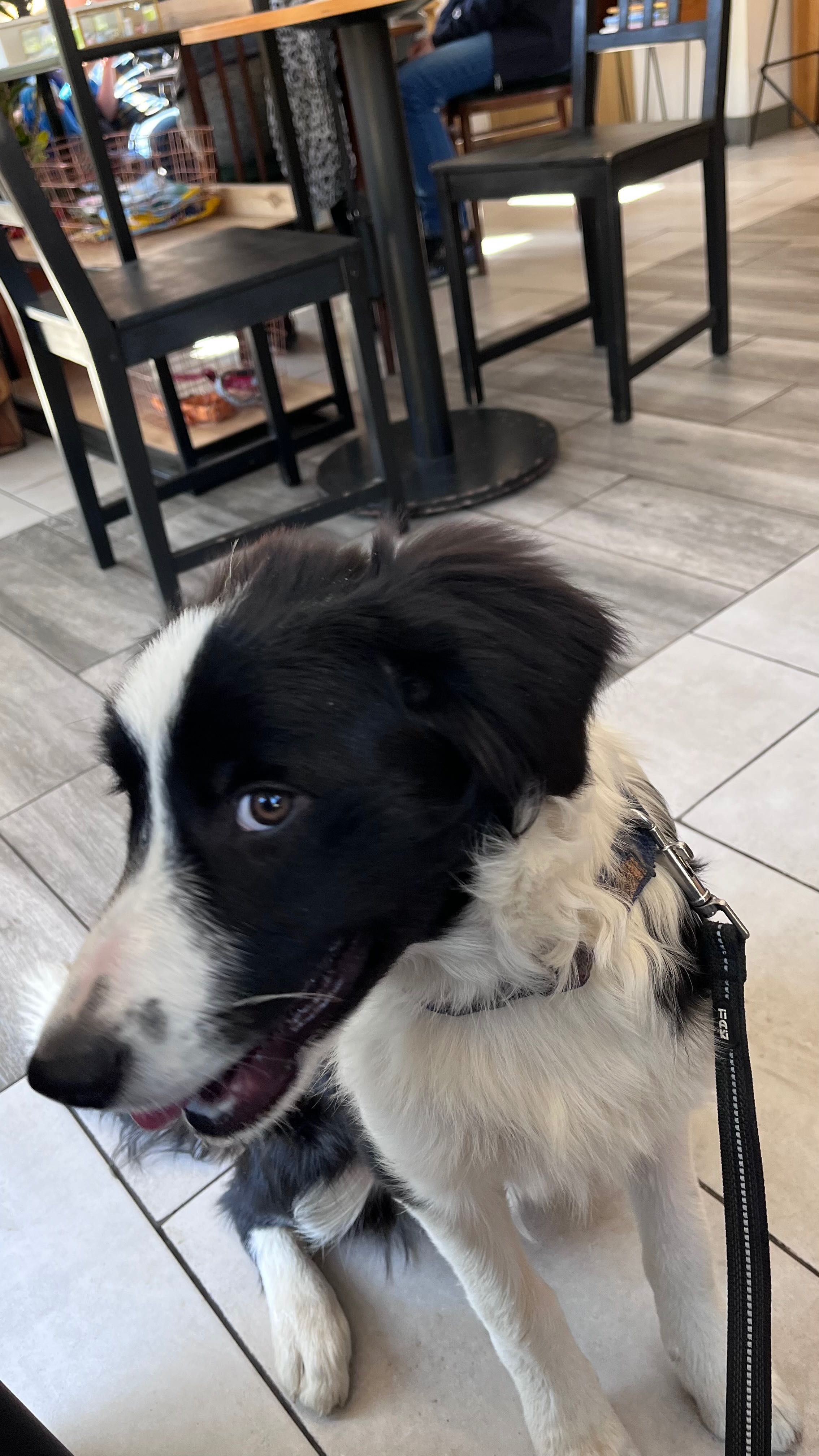 Szczeniak Border Collie ZKwP
