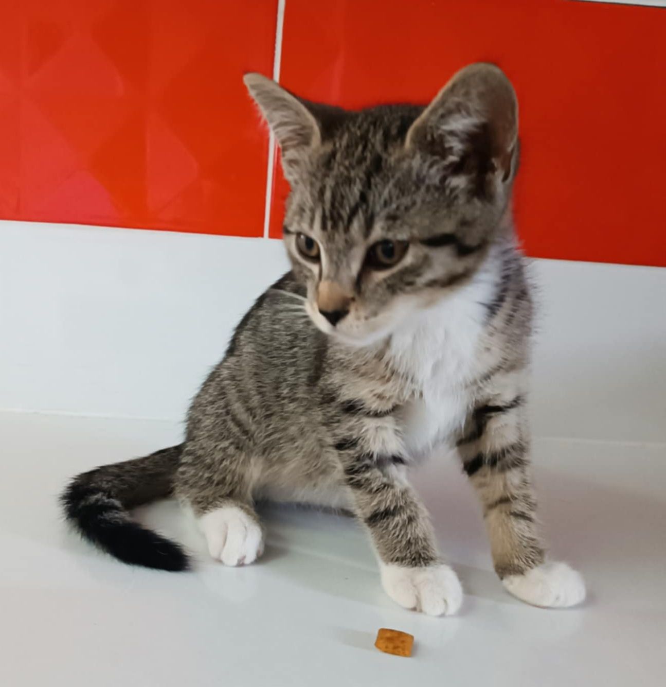 Drucik, kocurek z interwencji do adopcji!