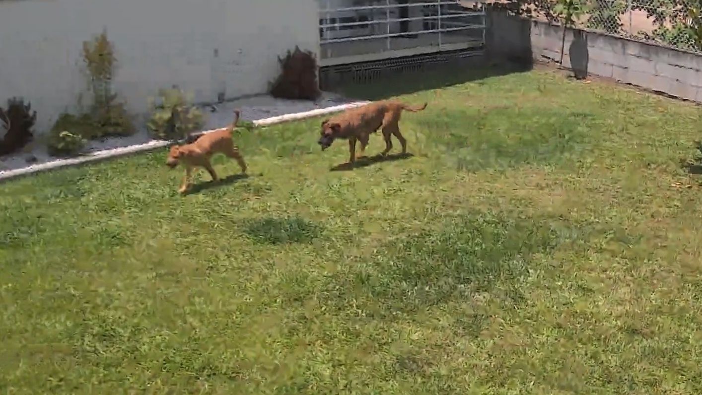 Para adoção mãe e filho