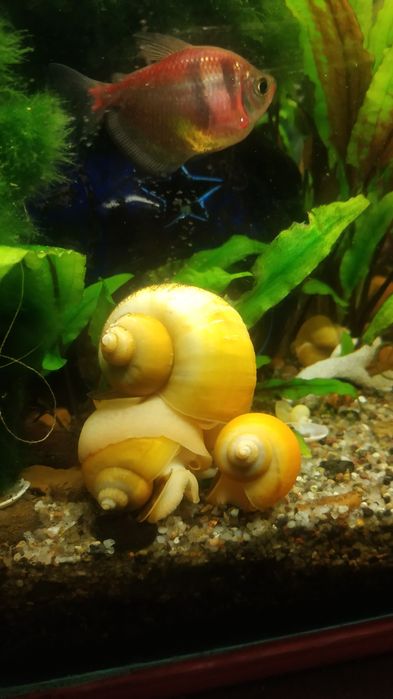 Ампулярія жовта равлик