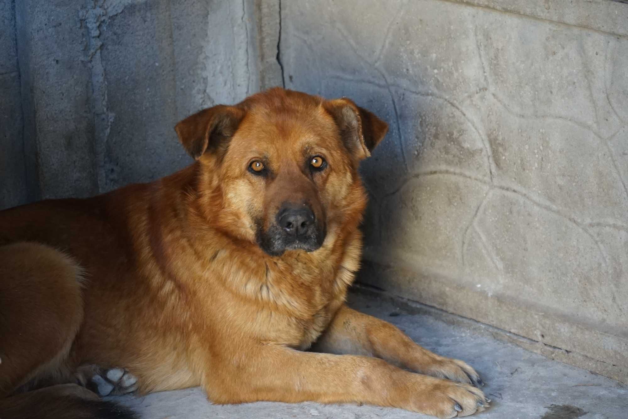 Groszek - duży, rudy pies szuka domu
