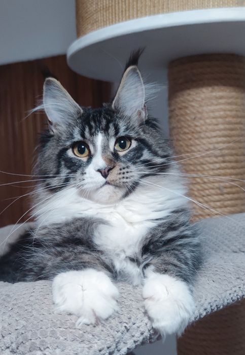 Kocurek Maine Coon rodowód FPL