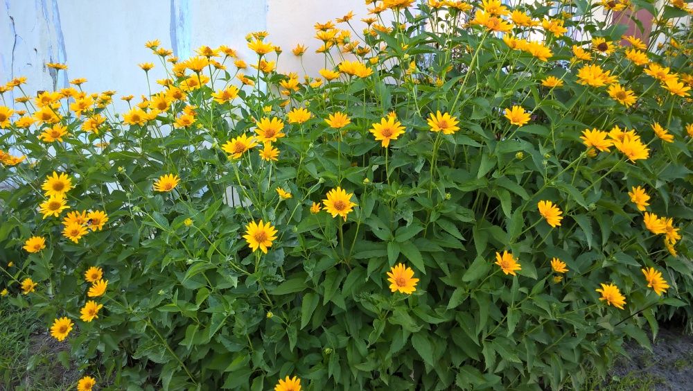 Słoneczniczki - wysokie i piękne kwiaty - cena za karpę